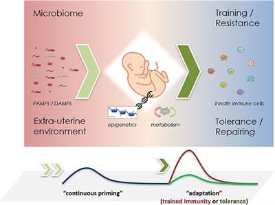 The Role of Microbiota in Neutrophil Regulation and Adaptation in Newborns